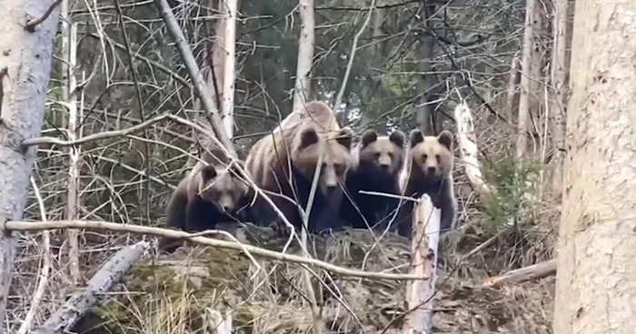 Ursoaica și cei trei pui ai săi FOTO captură video Romsilva