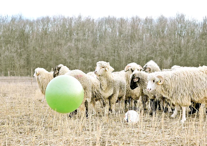 Oiţele, încântate de mingi