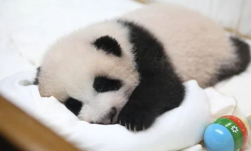 Oamenii preistorici se hrăneau cu urşi panda jpeg