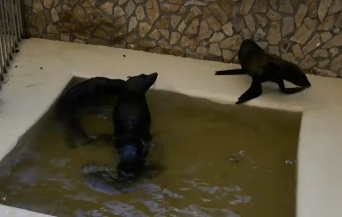 delfini din ucraina adusi la constanta captura video