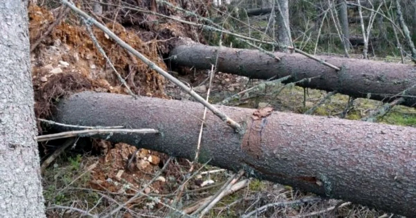 FOTO Arhiva Garda Forestiera Suceava