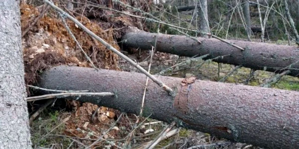 Copaci găuriţi şi injectaţi la rădăcină pentru a se usca. FOTO Garda Forestieră Suceava