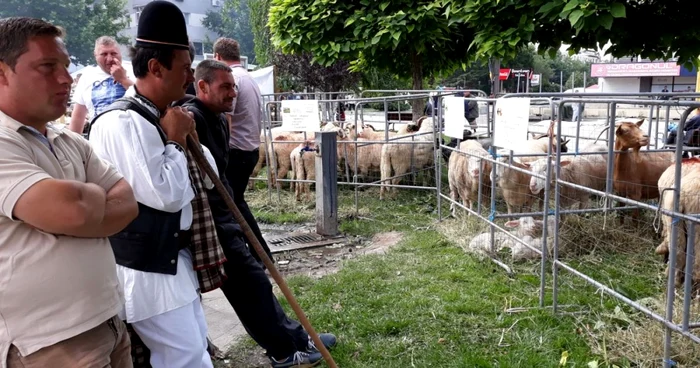 Crescătorii nu s-au ales cu nimic de pe urma caravanei „Alege oaia“, care a poposit în vară şi la Slatina FOTO: Alina Mitran