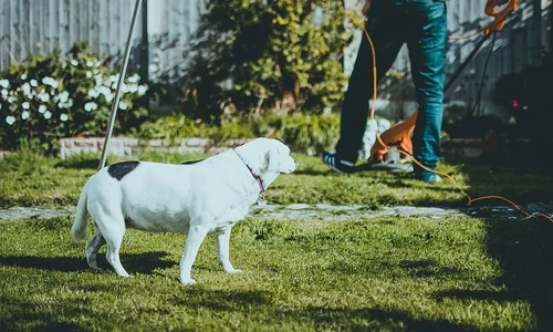 1 carburator motocoasa jpg jpeg