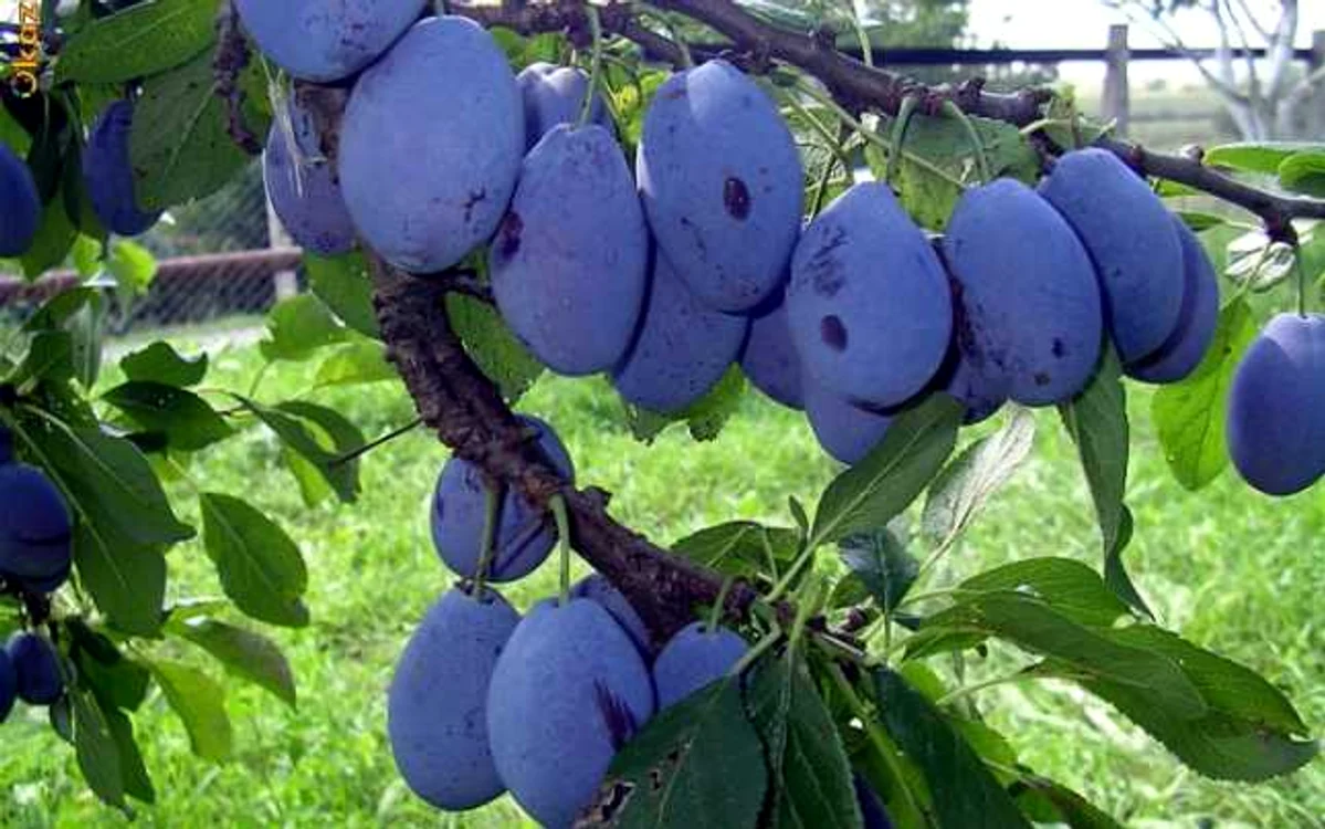 Prunele, fructe minune care tratează numeroase boli FOTO Adevărul