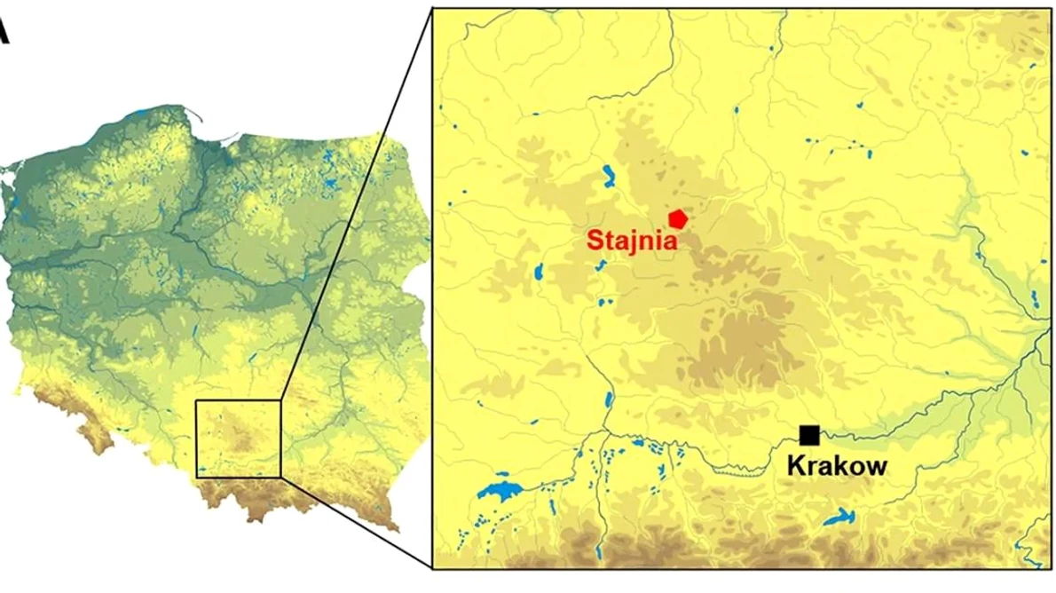 Pandantiv din fildeș de mamut, cu o vechime de 41 500 de ani, descoperit în Polonia jpeg