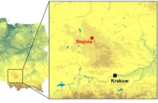 Pandantiv din fildeș de mamut, cu o vechime de 41 500 de ani, descoperit în Polonia jpeg