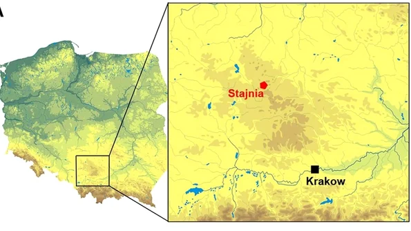 Pandantiv din fildeș de mamut, cu o vechime de 41 500 de ani, descoperit în Polonia jpeg