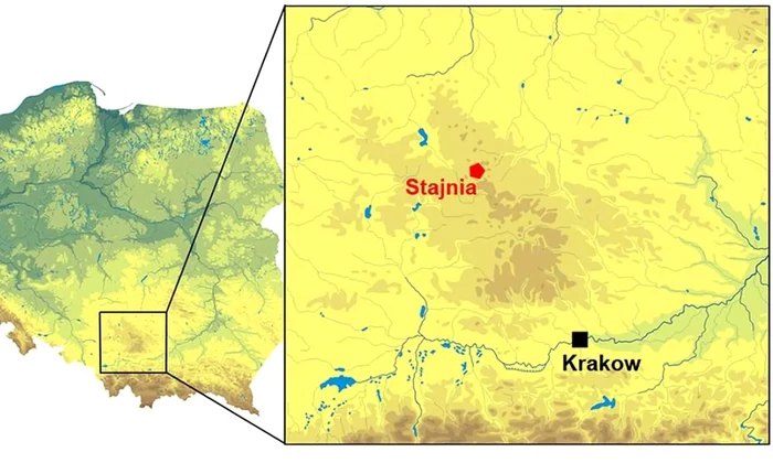 Pandantiv din fildeș de mamut, cu o vechime de 41 500 de ani, descoperit în Polonia jpeg