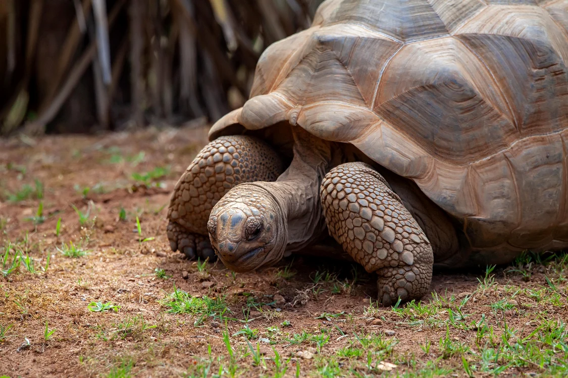 Țestoasa Aldabra / FOTO: Pixabay