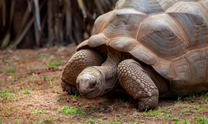 theotherkev aldabra tortoise 4364580 1920 jpg