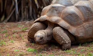 theotherkev aldabra tortoise 4364580 1920 jpg