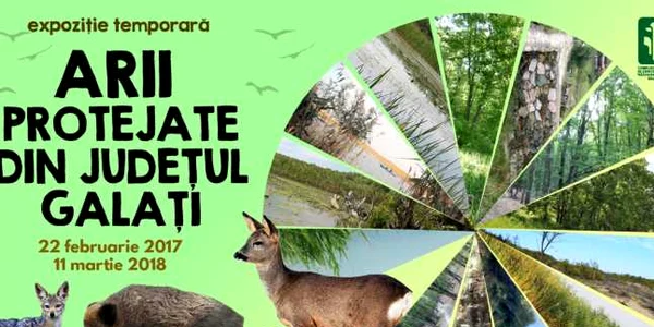 expozitie