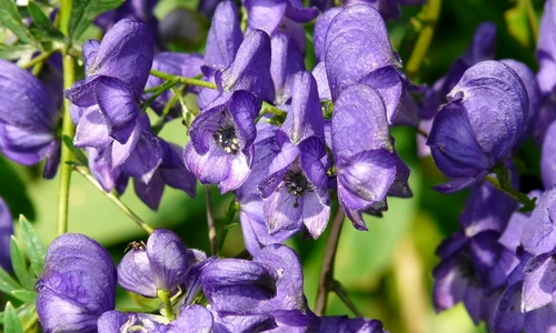1 monkshood 8796 1280 jpg jpeg