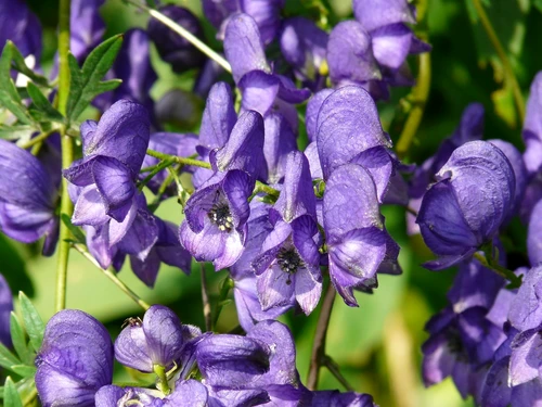 1 monkshood 8796 1280 jpg jpeg