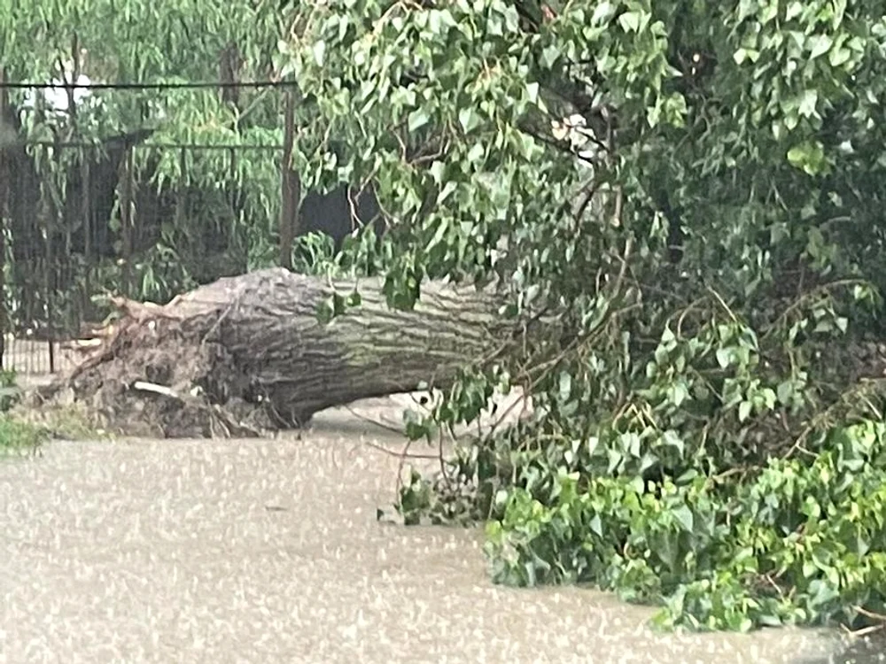 
    Arborele căzut a blocat drumul  