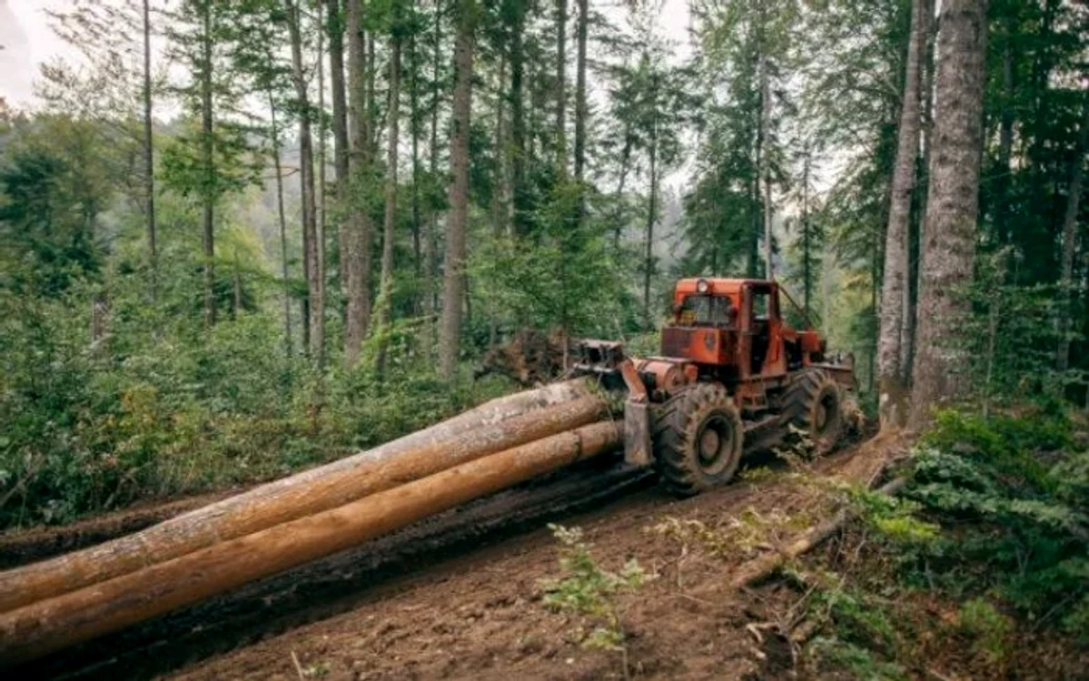 Tăierile de păduri, principala provocare a Agenției Naționale pentru Arii Naturale Protejate