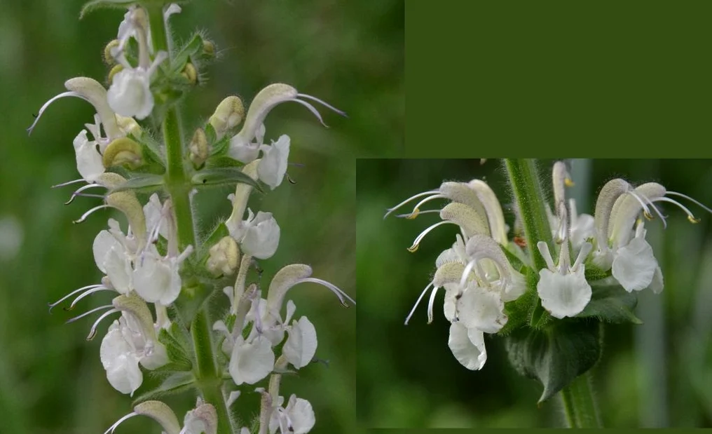 Salvia revelata FOTO: Anna Szabo