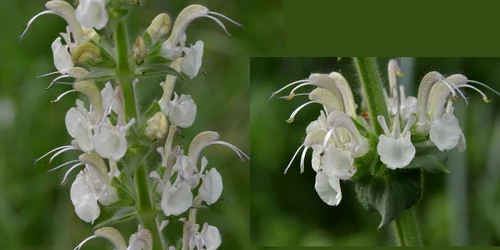 Salvia revelata  Szabó Anna jpg