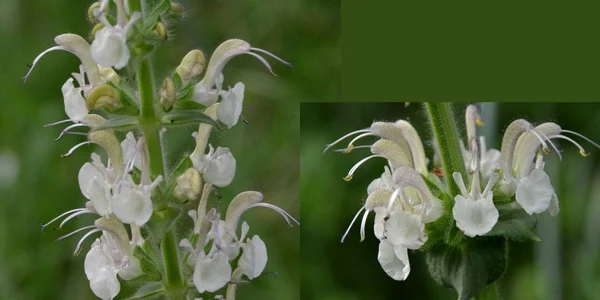Salvia revelata  Szabó Anna jpg