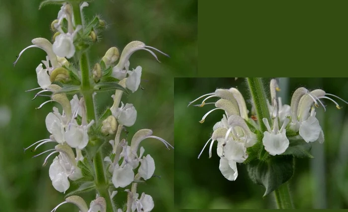 Salvia revelata FOTO: Anna Szabo