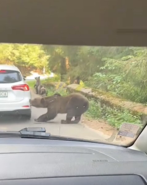Momentul în care un autoturism este atacat de o ursoaică. Trafic blocat pe o șosea montană