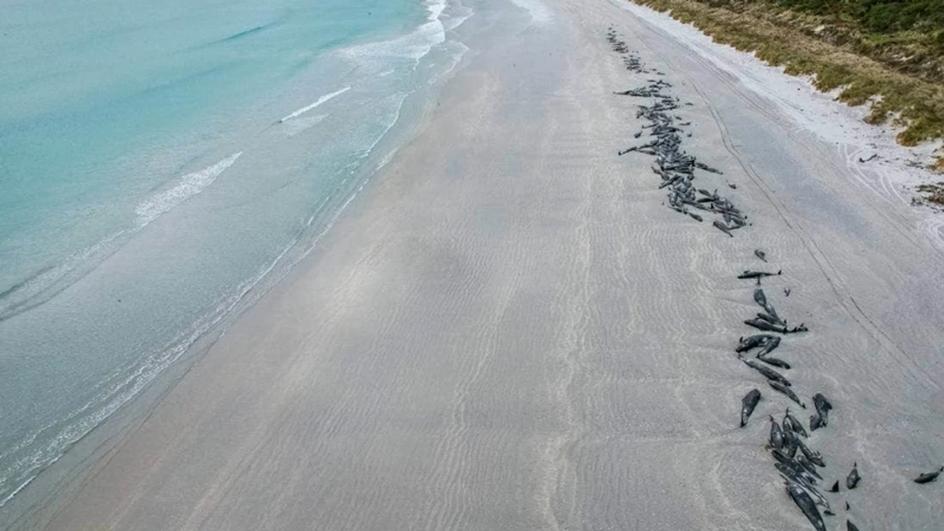 Foto:  Tamzin Henderson / Supplied via 9 News