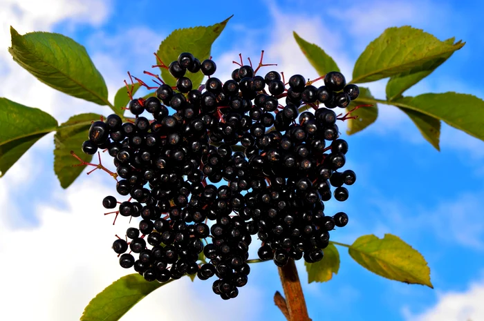 Aronia înlocuiește eficient cafeaua / foto: Pixabay