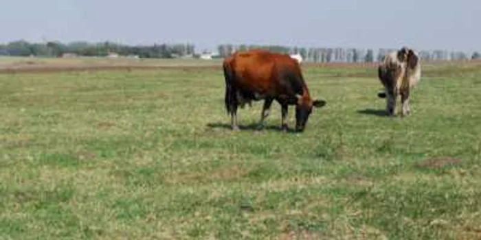 În prezent, terenul parcului industrial este ocupat de o păşune