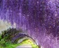 copaci strazi tunelul wisteria din Kitakyushu Japonia FOTO boredpanda.com