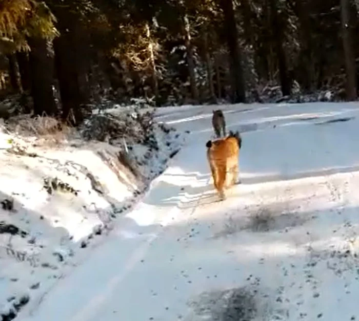 Doi râşi au fost surprinşi plimbându-se agale pe mijlocul drumului. FOTO: Captură video