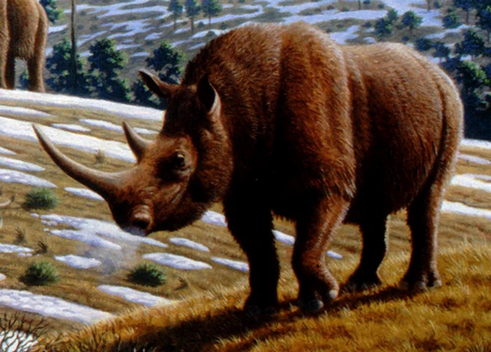 Woolly rhinoceros (Coelodonta antiquitatis) Mauricio Antón jpg