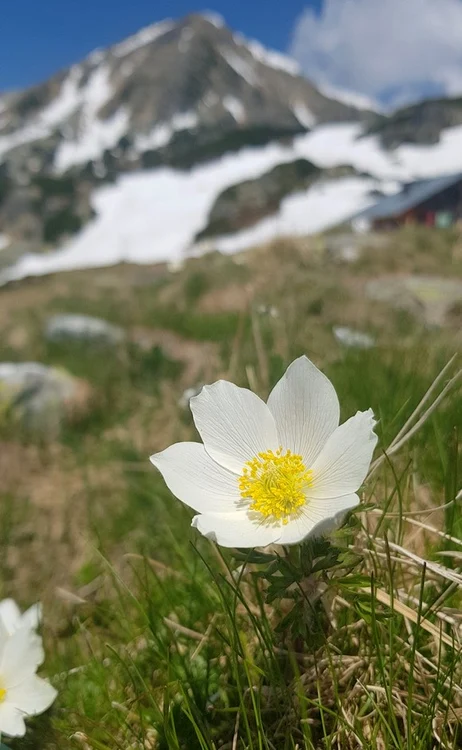 Florile abia acum ies de sub zăpada care se topește încet