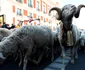 Sărbătoarea Transhumanței Madrid 24 octombrie 2021 Foto EPA EFE