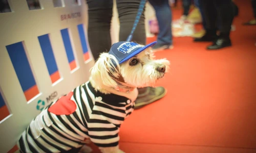 1 81732 original jpg jpeg