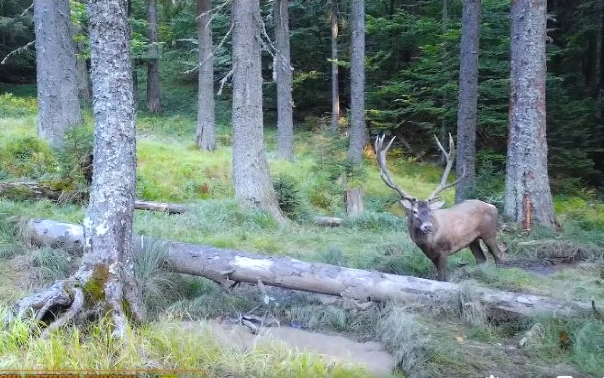 Cerbul carpatin este în perioada împerecherii Foto: captură video Facebook