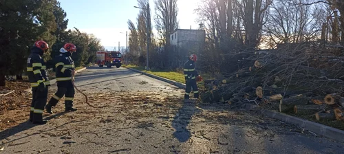 Copaci cazuti ISU Giurgiu (1) jpeg