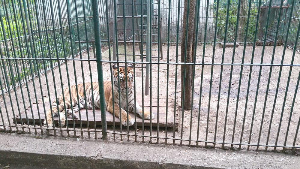 Vasluianul care s-a luat la trântă cu tigrul de la Zoo credea că, de fapt, s-a luptat cu o pisică 