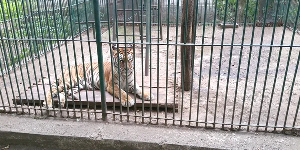 tigru zoo FOTO Vremea Noua jpg