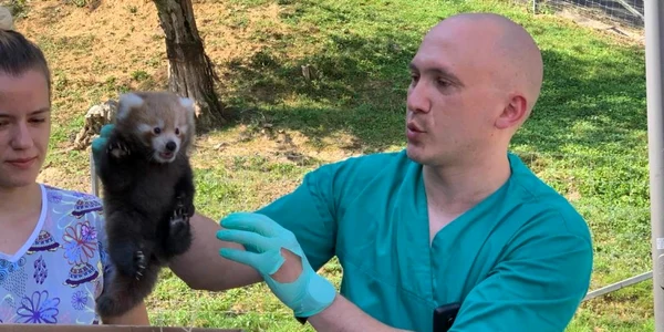 Doi pui de panda roşu s-au născut la Grădina Zoologică din Braşov FOTO Primăria Braşov
