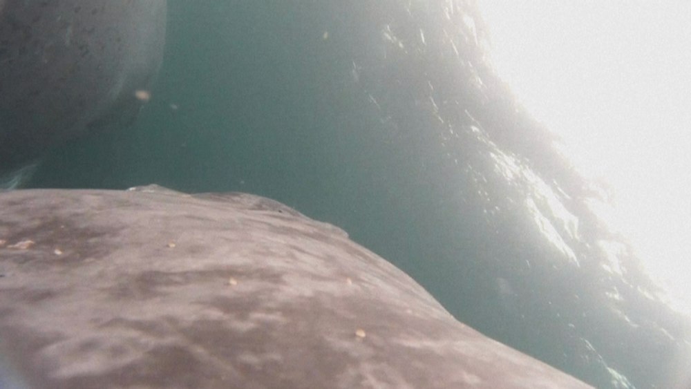 Moment rar. O balenă cu cocoașă își alăptează puiul în mijlocul Oceanului Pacific | VIDEO