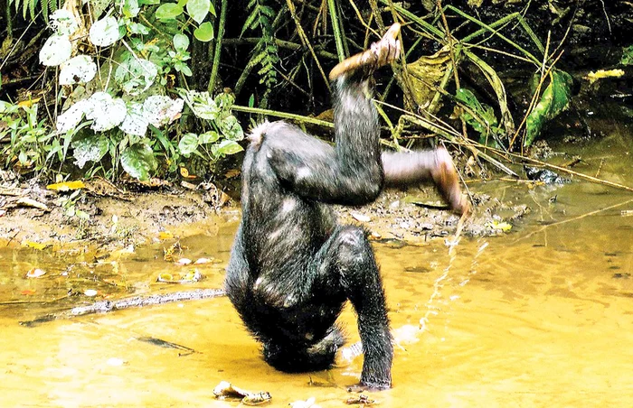 “Frate, neam de neamul bonobo n-a stat aşa!”
