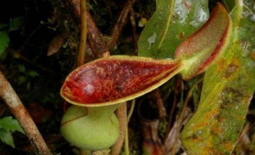 87345c91686aff97534b70549e0a5a15 jpg jpeg