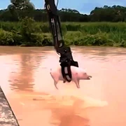 animale apa jpg