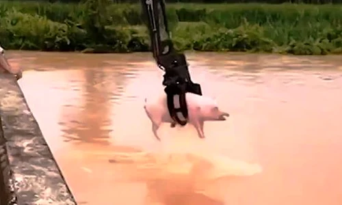 animale apa jpg