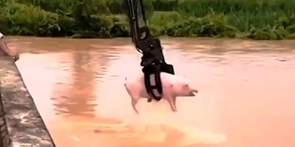 animale apa jpg