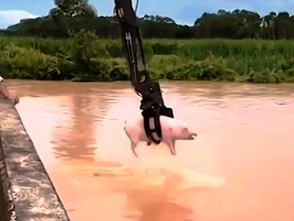 Porc capturat din ape