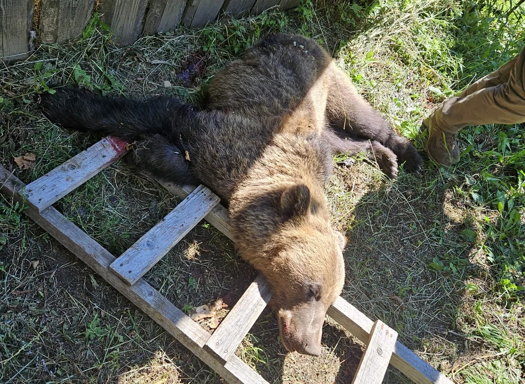 Ursul a fost ucis după atac FOTO Primăria Poiana Teiului