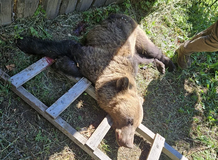 Ursul a fost ucis după atac FOTO Primăria Poiana Teiului