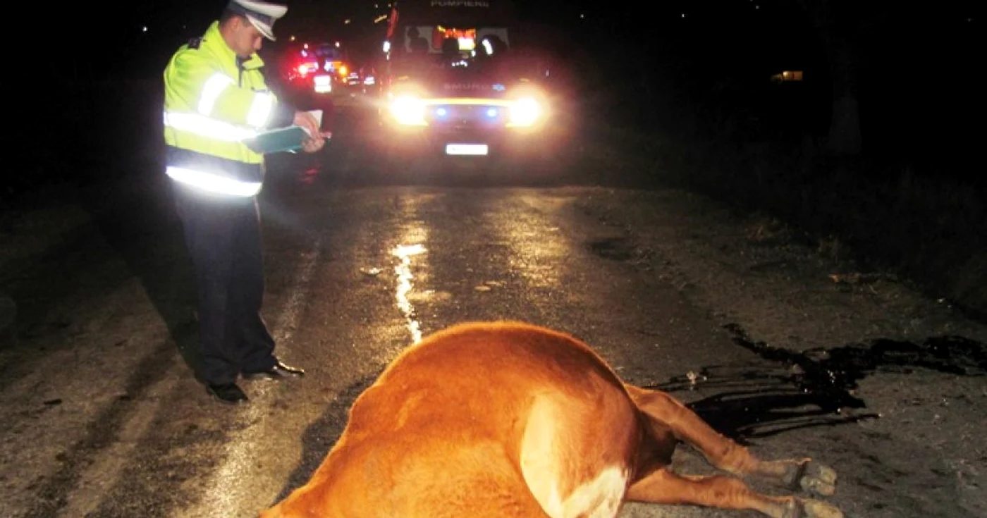 Pentru animal, impactul a fost fatal